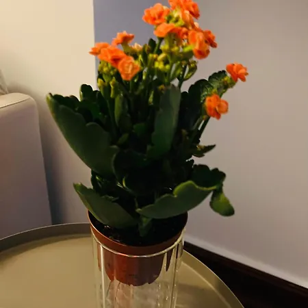 Vendégház Portas Residence, Quartos & - Center Ponta Delgada