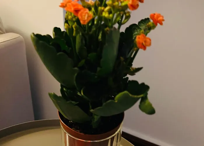 招待所 Portas Residence, Quartos & - Center 蓬塔德尔加达